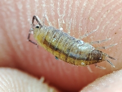 Halophiloscia couchii