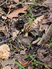 Morchella diminutiva