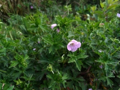 Geranium hayatanum