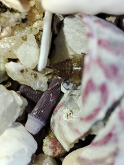 Halophiloscia couchii