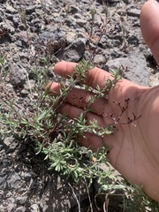 Eriogonum microtheca simpsonii