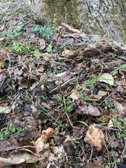 Morchella diminutiva