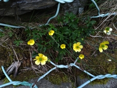 Ranunculus formosa-montanus
