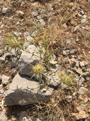 Carlina libanotica