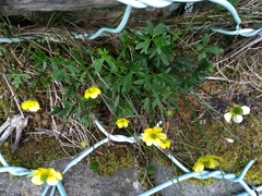 Ranunculus formosa-montanus