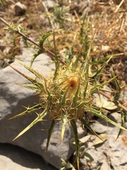 Carlina libanotica