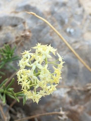 Galium libanoticum