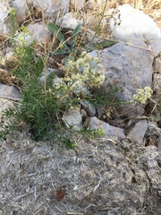 Galium libanoticum