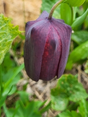 Fritillaria latifolia