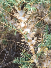 Astragalus gummifer