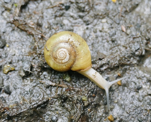 Beaded Lancetooth Snail