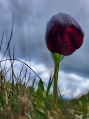Fritillaria latifolia