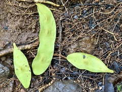 Platymiscium curuense