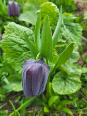 Fritillaria latifolia