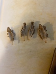 Morchella diminutiva