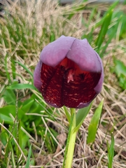 Fritillaria latifolia