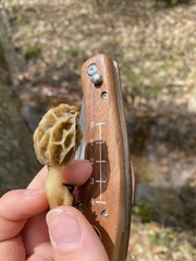Morchella diminutiva