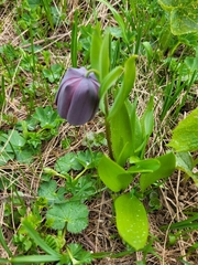 Fritillaria latifolia