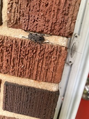 Acanthocinus nodosus