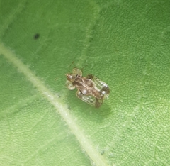 Corythucha juglandis