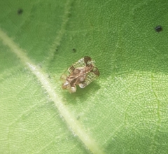 Corythucha juglandis