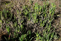 Ruschia langebaanensis