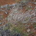 Small Bushman Grass - Photo (c) Joti Daya, some rights reserved (CC BY-NC), uploaded by Joti Daya