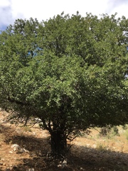 Prunus ursina