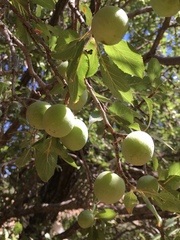 Prunus ursina