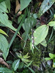 Ophiopogoneae