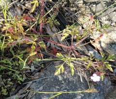 Geranium robertianum