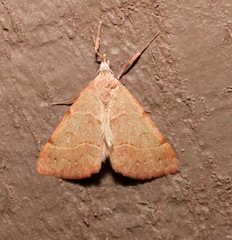 Hemeroplanis historialis