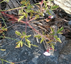 Geranium robertianum