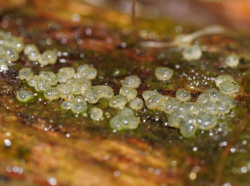 Hypocrea gelatinosa image