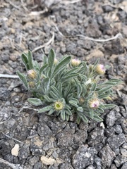 Erigeron clokeyi