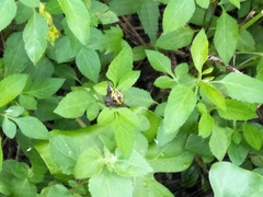 Gasteracantha sauteri