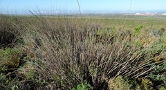 Thamnochortus spicigerus