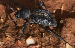 Somaticus