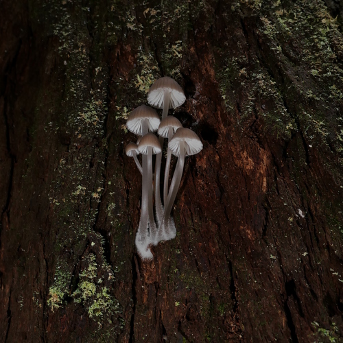 Mycena subgalericulata image
