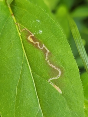 Mompha argentimaculella