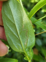 Mompha argentimaculella