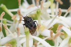 Charagochilus angusticollis