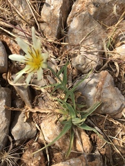 Tragopogon buphthalmoides