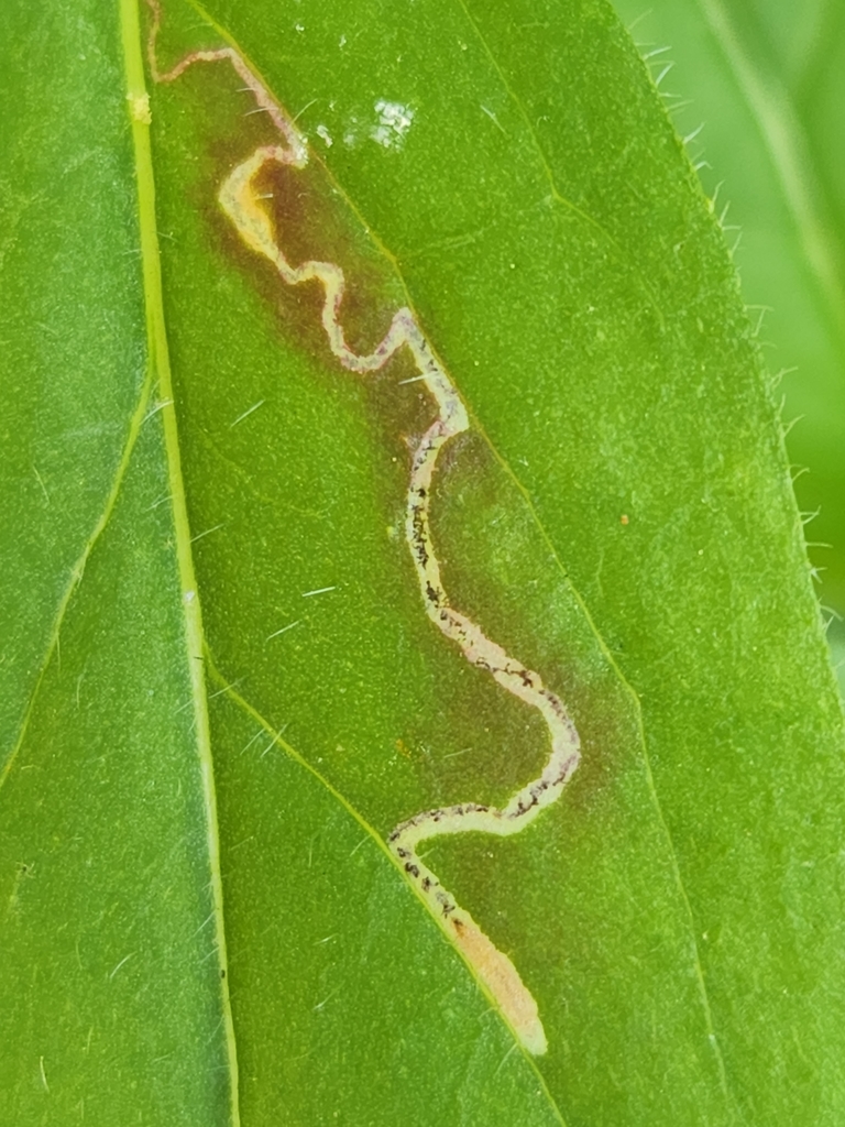 Mompha argentimaculella