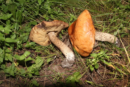 Orange Birch Bolete (Leccinum versipelle)