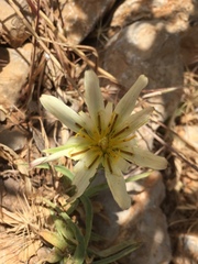 Tragopogon buphthalmoides