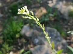 Turritis glabra