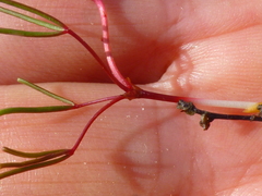 Oxalis levis
