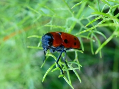 Tituboea sexmaculata