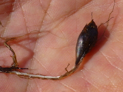 Oxalis levis